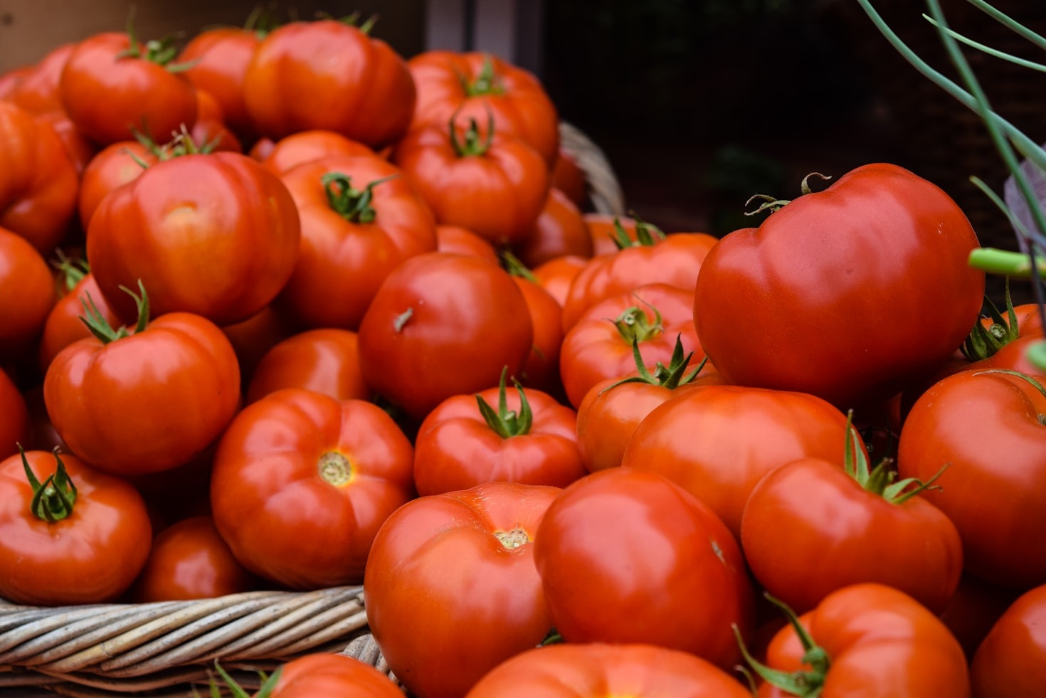 Sekrety nawożenia dla obfitych plonów pomidorów